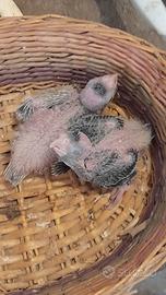 Calopsite pulli da imbecco