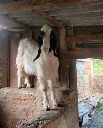 Capra maltese