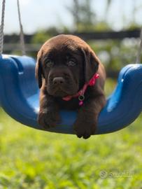 Labrador