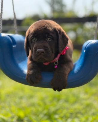 Labrador