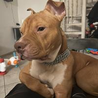 Pitbull con pedigree