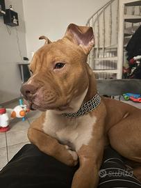 Pitbull con pedigree