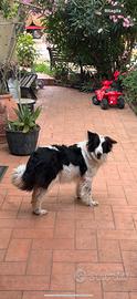 Cuccioli border collie