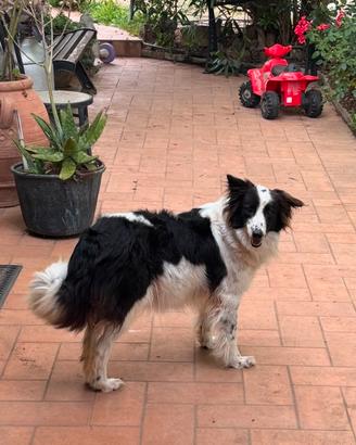 Cuccioli border collie