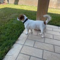 Jack Russel
