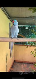 Coppia di parrochetto dal collare
