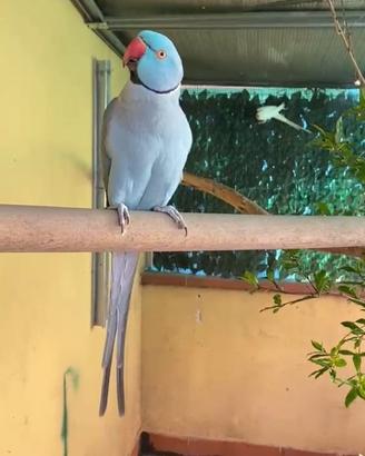 Coppia di parrochetto dal collare