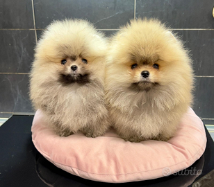 Spitz Pomerania toy nano