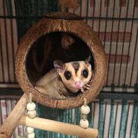 2 petauri dello zucchero ,con grossa voliera