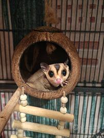 2 petauri dello zucchero ,con grossa voliera