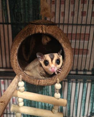 Petauri dello zucchero