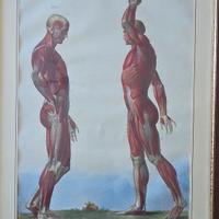 stampe anatomiche d'epoca