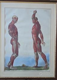 stampe anatomiche d'epoca