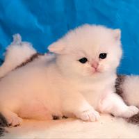 Cuccioli British shorthair