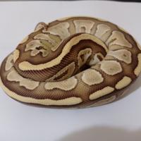 Splendido Pitone Butter Fire