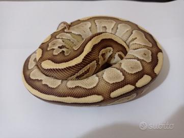 Splendido Pitone Butter Fire