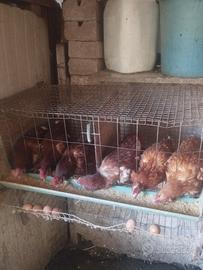 Galline