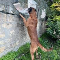 Thor ,mix San Bernardo. e cane Corso ,