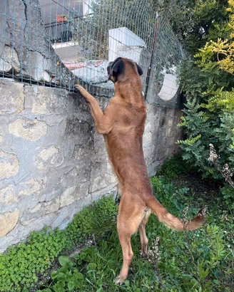 Thor ,mix San Bernardo. e cane Corso ,disponibile