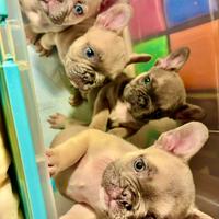 Cuccioli di bulldog francesi