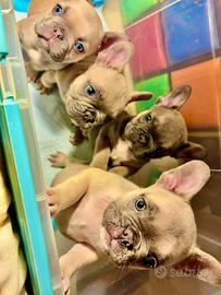 Cuccioli di bulldog francesi