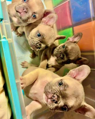 Cuccioli di bulldog francesi