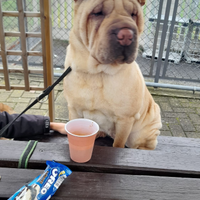 Sharpei femmina