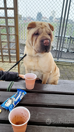 Sharpei femmina