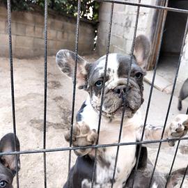 Cuccioli bulldog francese blu e blu merle