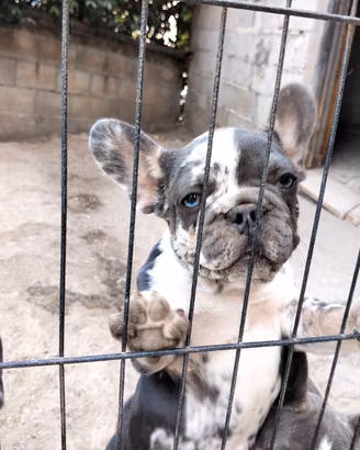 Cuccioli bulldog francese blu e blu merle