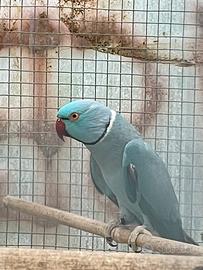 Coppia