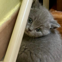 British shorthair cuccioli