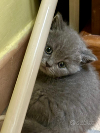 British shorthair cuccioli