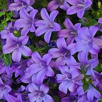 Campanula pianta