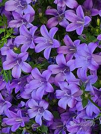 Campanula pianta