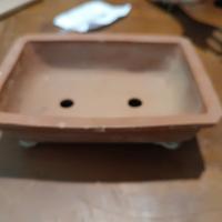 vaso x bonsai in terracotta
