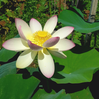 Fior di Loto (Nelumbo Nucifera)