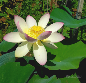 Fior di Loto (Nelumbo Nucifera)