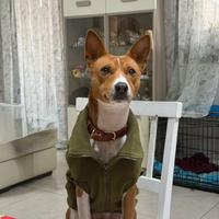 Monta Basenji
