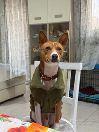 Monta Basenji