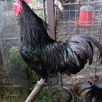 Galli australorp