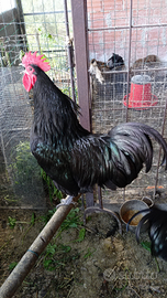 Galli australorp