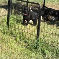 Labrador