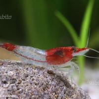 Gamberetti Neocaridine Davidi Red Rili x acquario