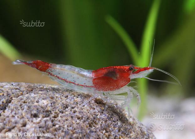 Gamberetti Neocaridine Davidi Red Rili x acquario - Arredamento e ...