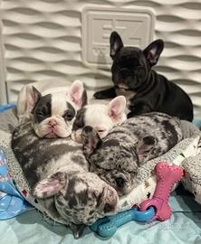 Stupendi bulldog francese
