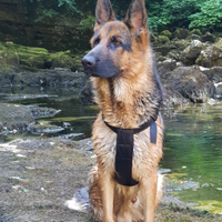 Pastore Tedesco per accoppiamento