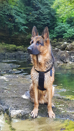 Pastore Tedesco per accoppiamento