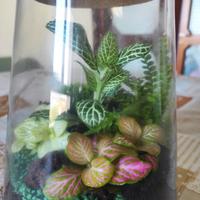 Terrarium artigianale, un paesaggio in casa