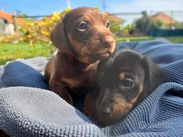 Bassotti taglia Nana